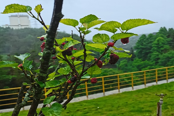 1748935582471988.jpg 處理圖2.jpg