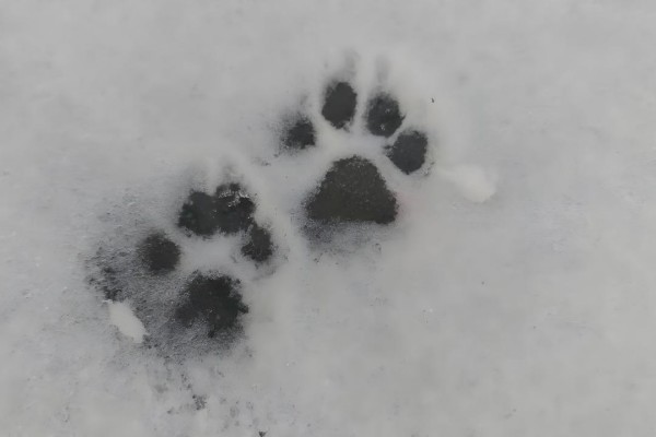 1763430497831025.jpg 貓爪印記.jpg